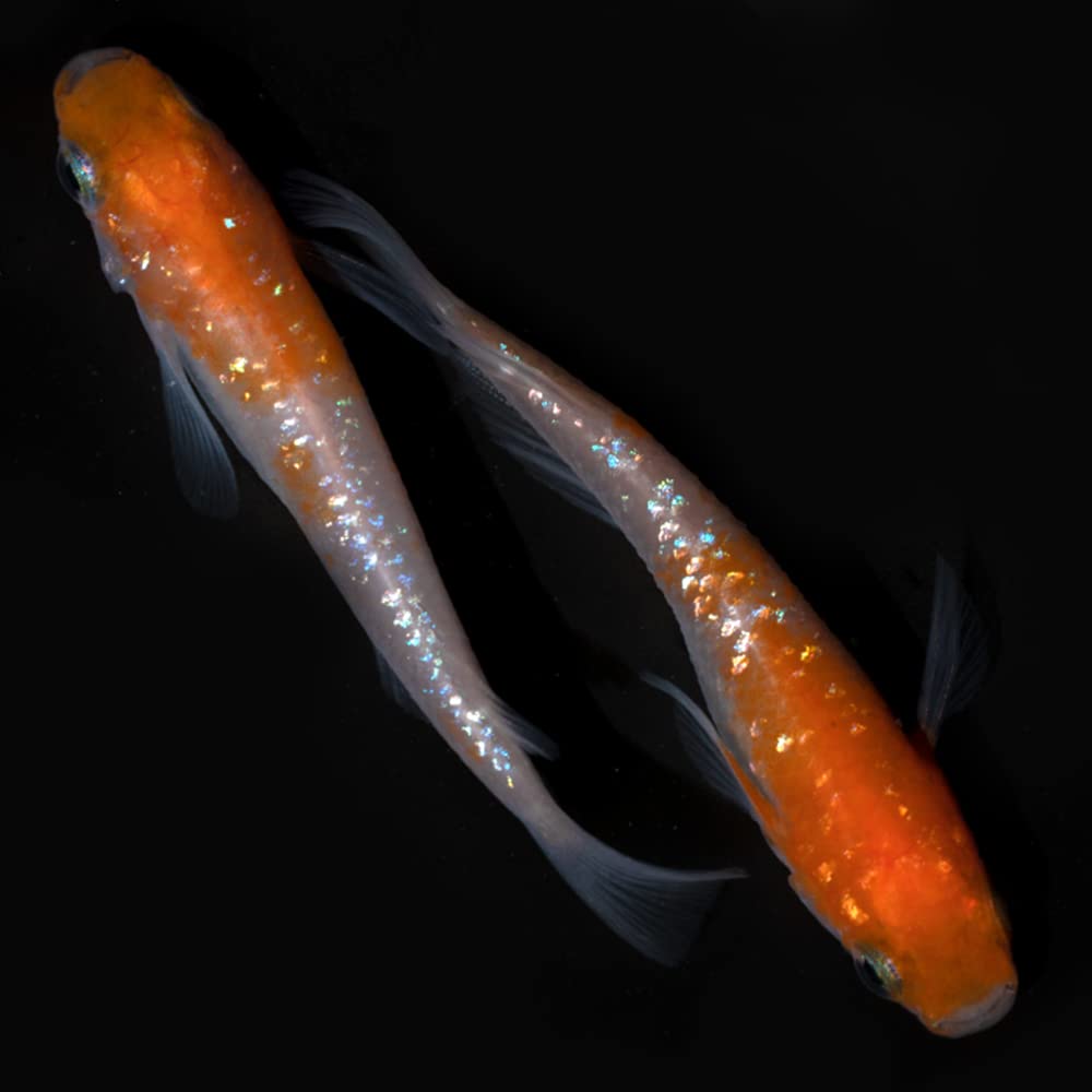 Amazon | 【メダカファーム 泉】 メダカ 紅白ラメ 生体 稚魚 5匹